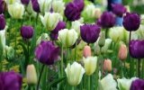 Pacchetto ostelli per visitare il parco Keukenhof 