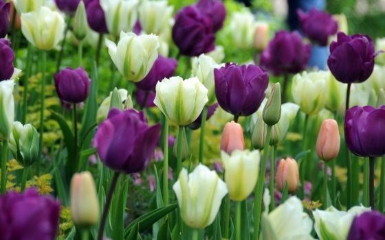 Keukenhof Flowers