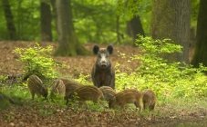 Die Hoge Veluwe