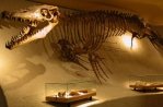 Museo di storia naturale di Maastricht