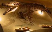 Det naturhistoriske museum i Maastricht
