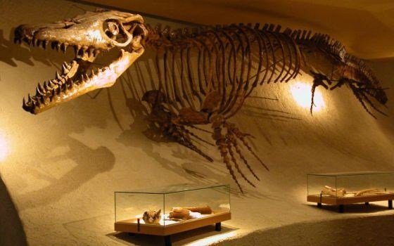 Natural History Museum Maastricht