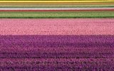 Un bus che ti porta tra i campi di tulipani
