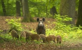 Ritorno alla Natura 