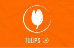 Meet the tulips