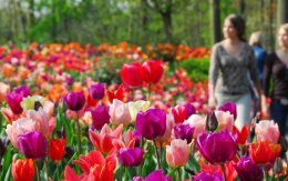 A new flower show every week at Keukenhof