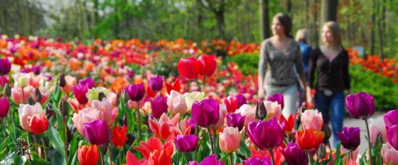 Keukenhof