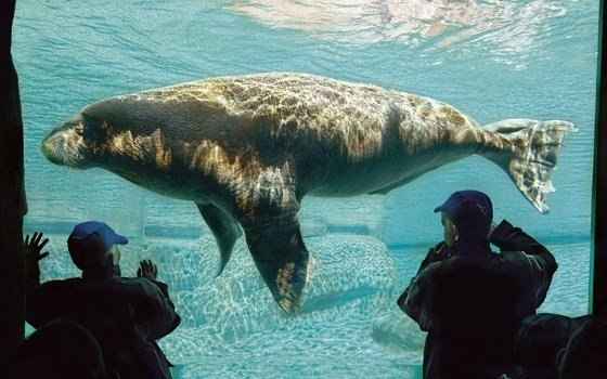 Walrus at the Dolfinarium Harderwijk