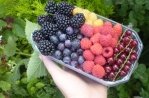 Zelfpluktuin Texel ("pick-your-own garden")