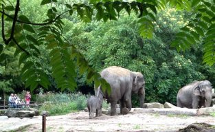 10. Visit a zoo and see the new borns 10. Visit a zoo and see the new borns