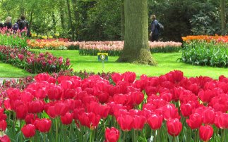 a quelle periode fleurissent les tulipes en hollande