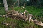 The Drents-Friese Wold