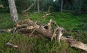 De Drents-Friese Wold