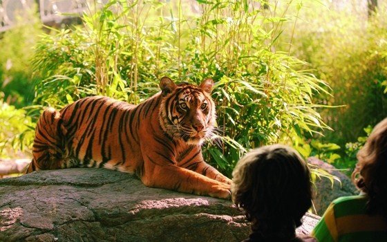 Tiger at the Rotterdam Zoo (Diergaarde Blijdorp)