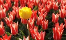 Tulip Festival 2012