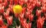 Tulip Festival 2013