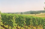I vigneti di Maastricht
