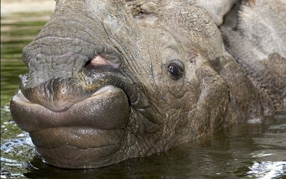 Rhino at Amersfoort zoo