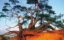 Güeldres