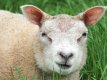 O segredo da ovelha Texel
