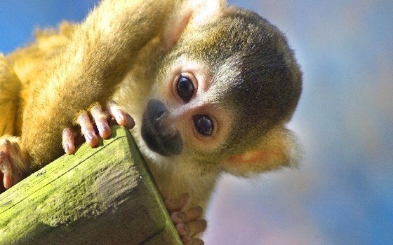 Monkey at the Apenheul in Apeldoorn
