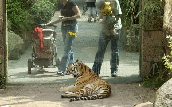 Tigers at Amersfoort Zoo