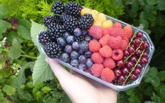 A small tray of selfpicked fruit