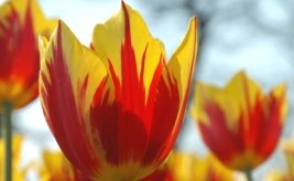 Bloemen