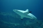 El Burgers’ Zoo