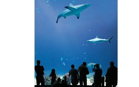 ocean in Burgers Zoo