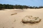 Loonse and Drunense Dunes