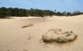 Loonse en Drunense duinen