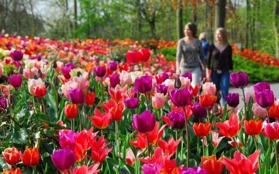 Keukenhof Flower Fields