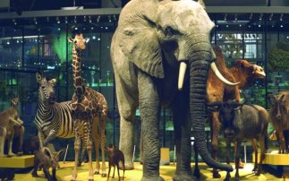 naturalis leiden holland