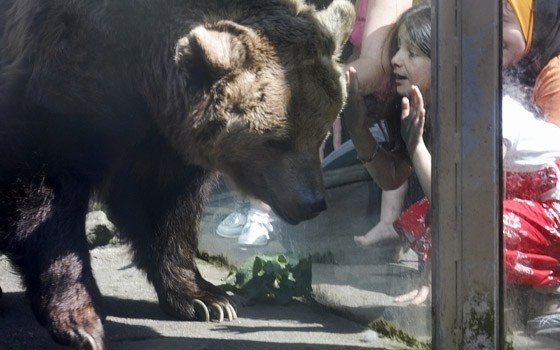 Bear at Amersfoort Zoo