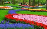 La primavera florece con más fuerza que nunca en Holanda