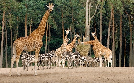 Giraffe at Burgers Zoo in Arnhem
