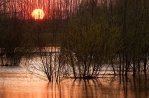 De Biesbosch