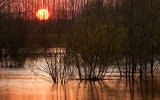 De Biesbosch