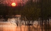 De Biesbosch