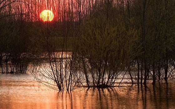 De Biesbosch