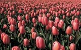 News from Holland – March 2011