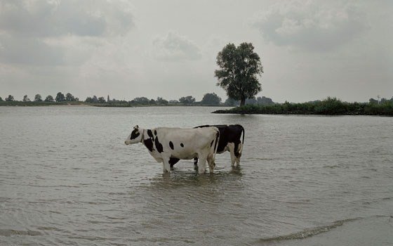 Uiterwaarden