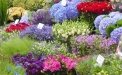 Mercato galleggiante dei fiori