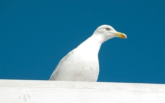 seagull