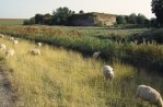 Fort Rammekens