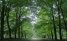 Het Amsterdamse Bos