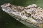 Reptielenzoo Iguana