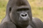 Safaripark Beekse Bergen