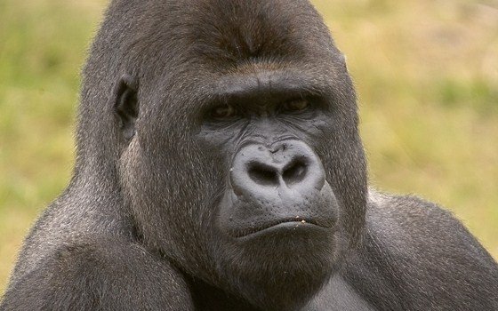 Gorilla at Safaripark Beekse Bergen (Zoo)